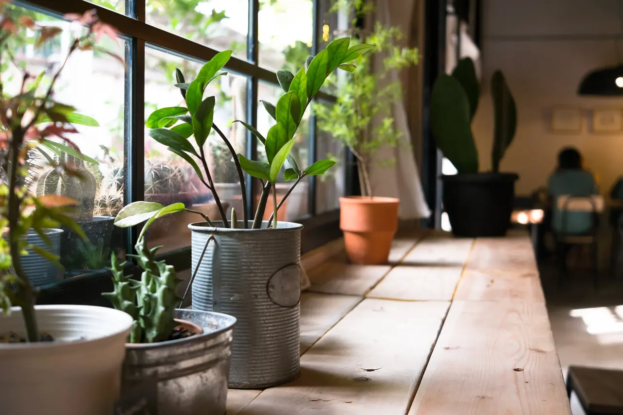plantas em vasos perto de janela