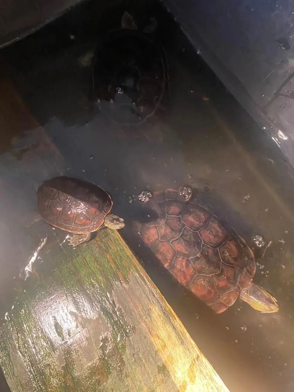Dezenas de tartarugas também eram mantidas em cativeiro