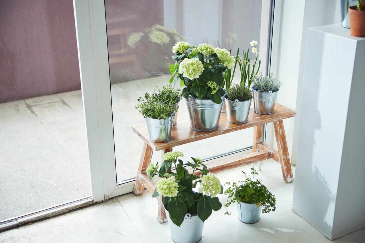 plantas perto de porta de vidro