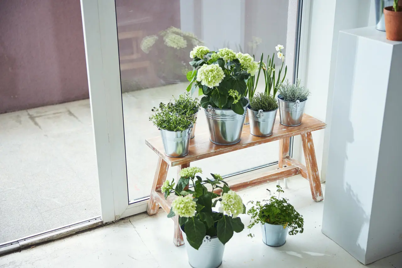 plantas perto de porta de vidro