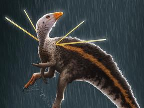 O dinossauro Ubirajara jubatus é o primeiro dinossauro não-aviário conhecido com penas excepcionalmente proeminentes nos ombros