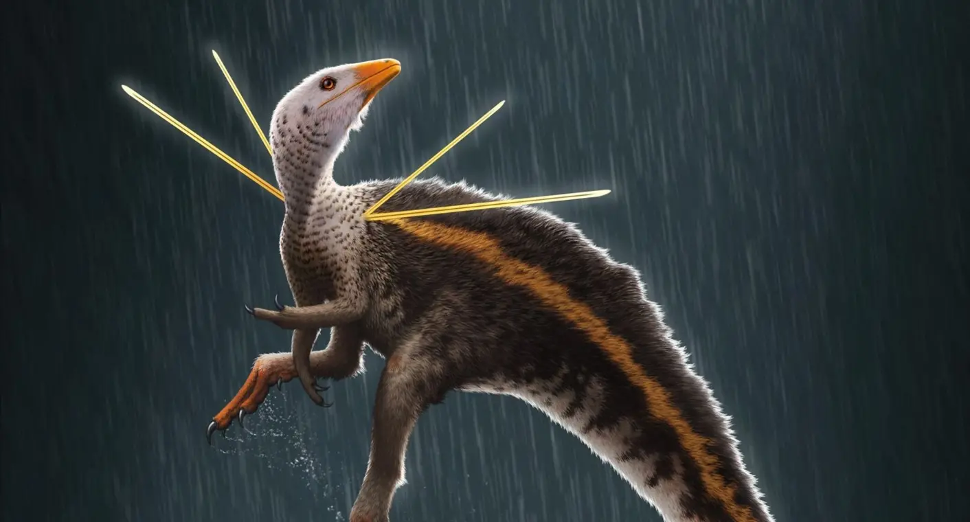 O dinossauro Ubirajara jubatus é o primeiro dinossauro não-aviário conhecido com penas excepcionalmente proeminentes nos ombros