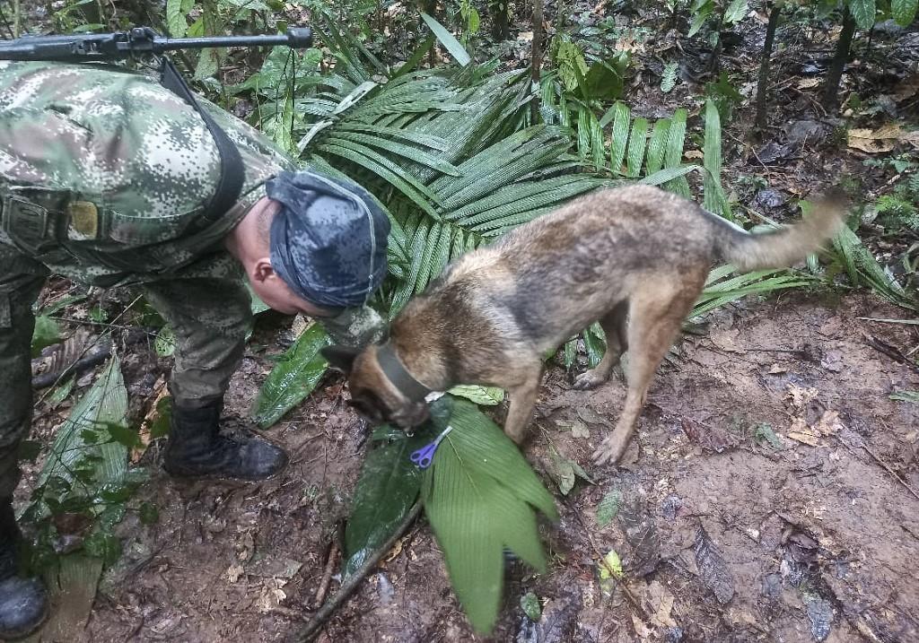 Foto divulgada pelo exército colombiano mostra soldado com um cachorro verificando uma tesoura encontrada na floresta