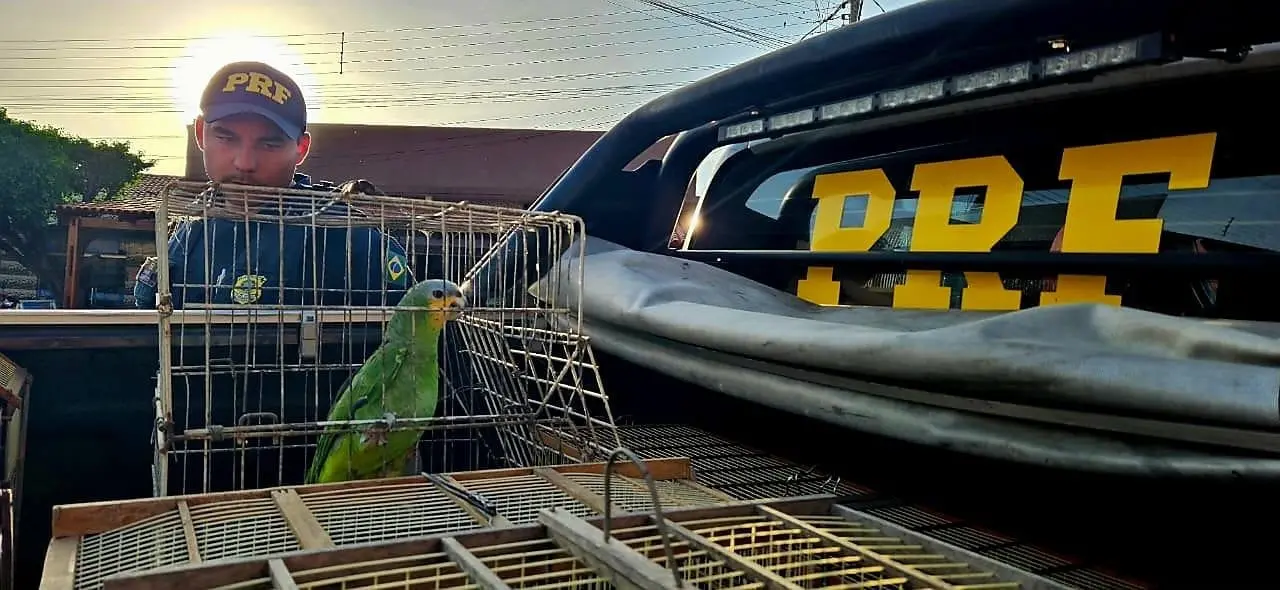 Papagaio apreendido em operação
