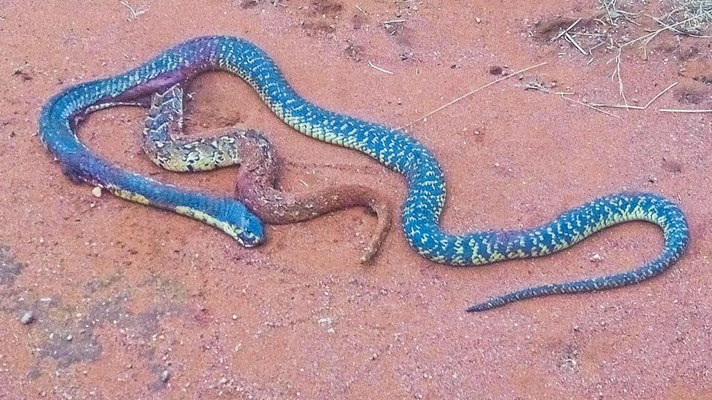 Na tentativa de sobreviver, cobra é registrada saindo de outra serpente:  'estava aberta na lateral' - Mundo - Diário do Nordeste