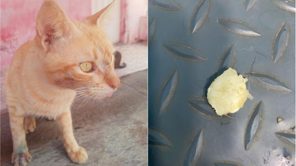 Montagem de fotos mostra gato que sofreu maus-tratos à esquerda e a cola que usaram para colar a boca dele à direita