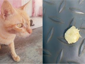 Montagem de fotos mostra gato que sofreu maus-tratos à esquerda e a cola que usaram para colar a boca dele à direita