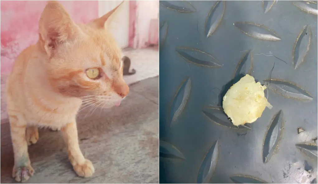 Montagem de fotos mostra gato que sofreu maus-tratos à esquerda e a cola que usaram para colar a boca dele à direita