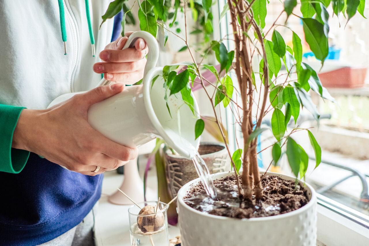 mãos de mulher regando planta em vaso perto de janela