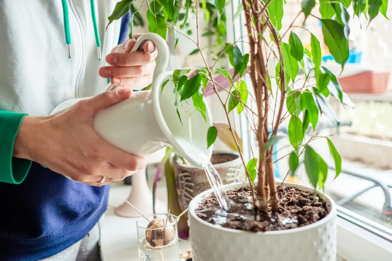 mãos de mulher regando planta em vaso perto de janela