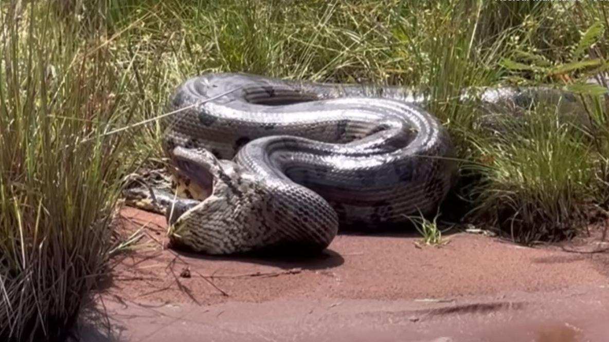 Tudo sobre cobra sucuri: conheça melhor essa espécie