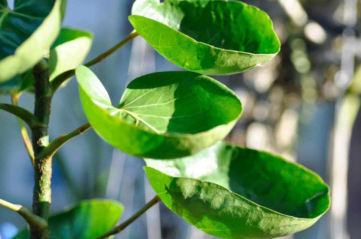 planta fêmea da árvore da felicidade