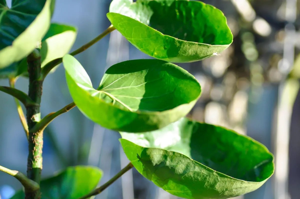 A planta-fêmea tem a estrutura mais linear e as folhas com pequenos pedaços cortados