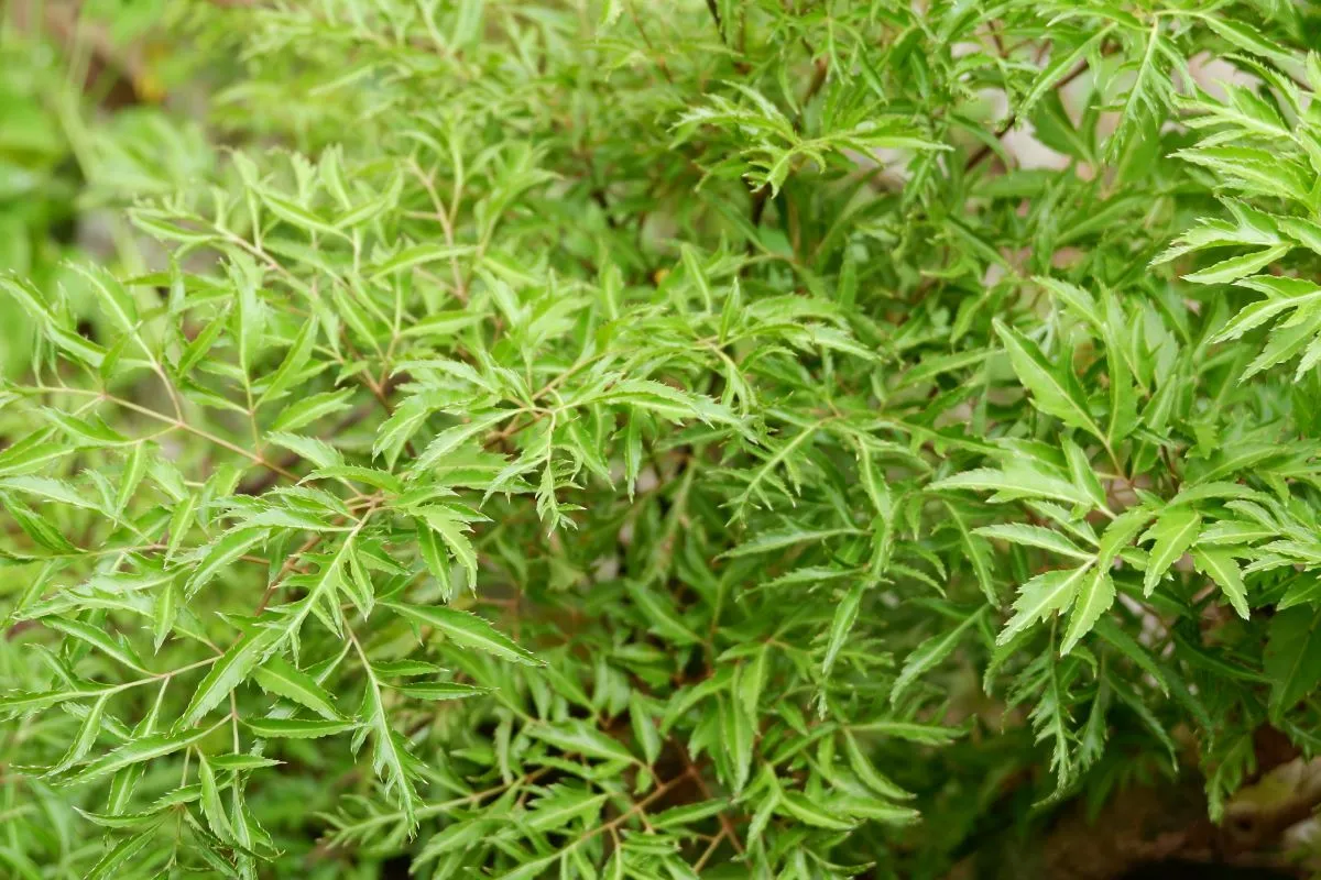 A planta-macho possui folhas divididas em folíolos grandes, não franjados e suas formas são variadas