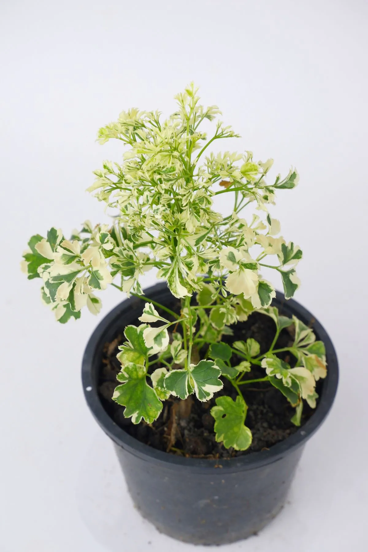 A crença que a planta transmite felicidade teve origem no Japão