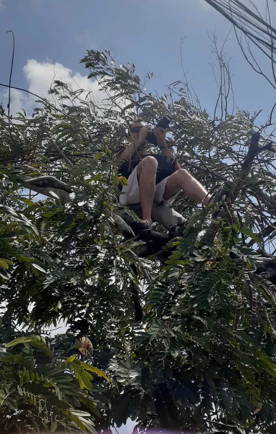 Davi, em uma árvore, para fazer fotos de aeronaves