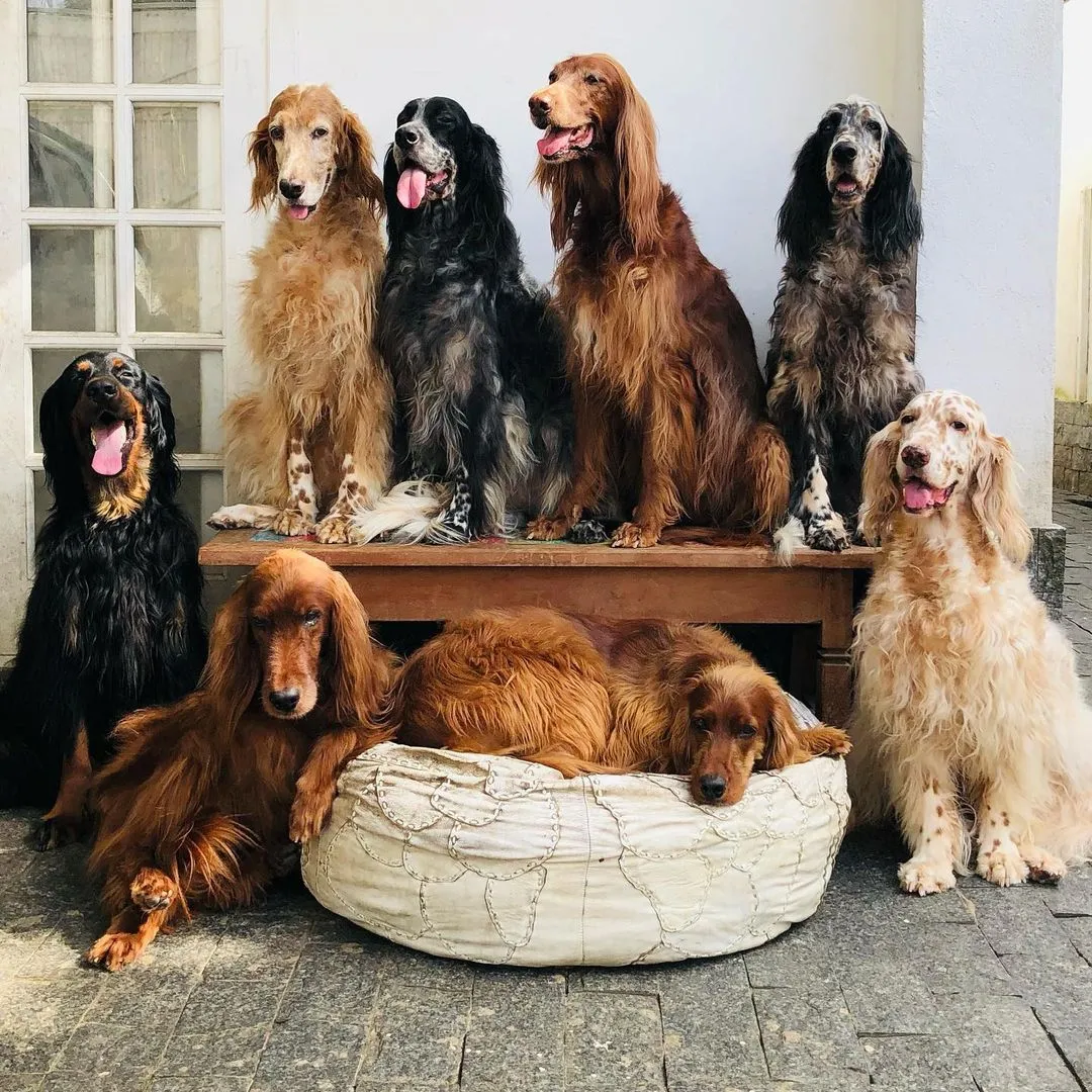 Oito cães do ator Jeff Machado