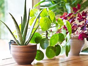 plantas em vasos