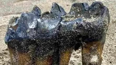 Dente de mastodente encontrado em praia dos EUA