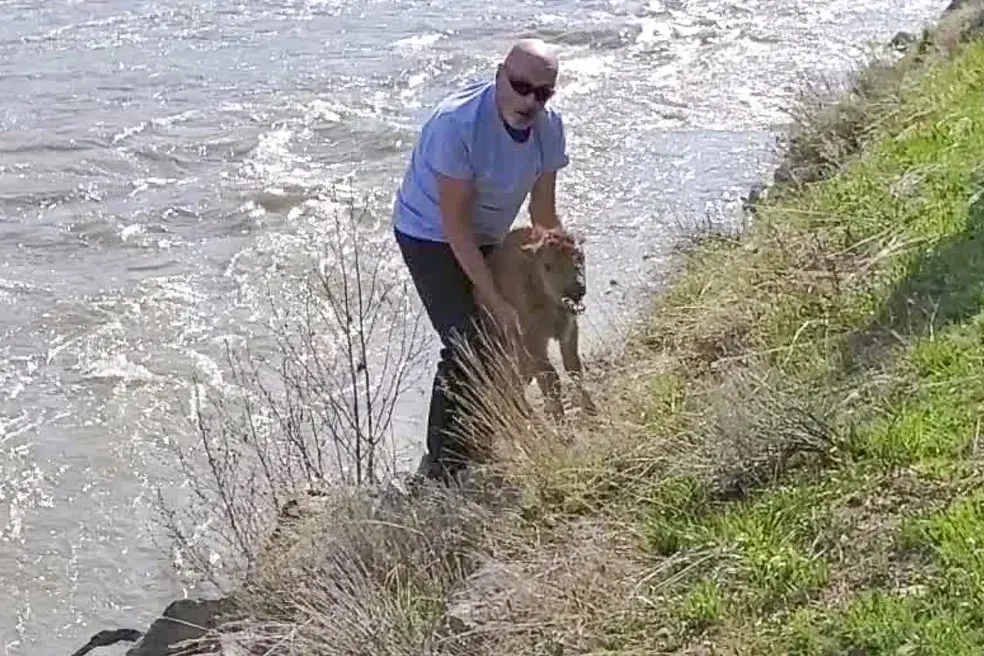 Turista interfere em rota de bisão
