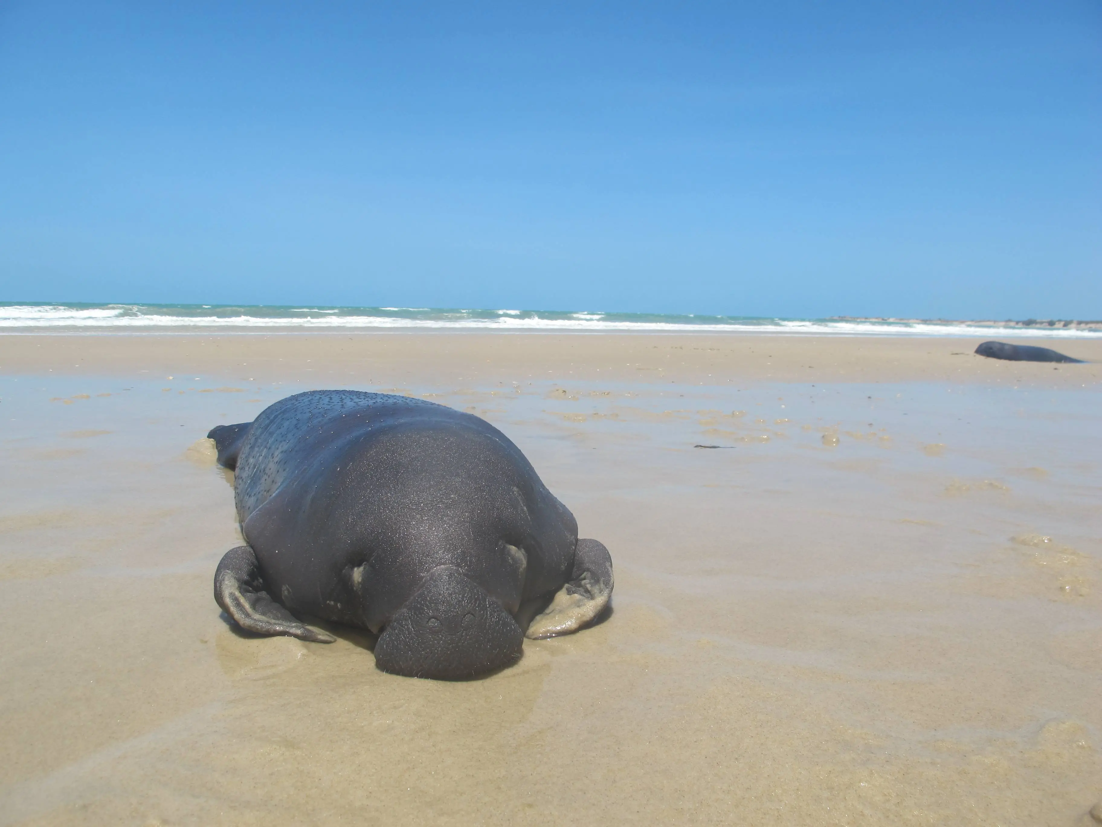 Peixe-boi-marinho Tico