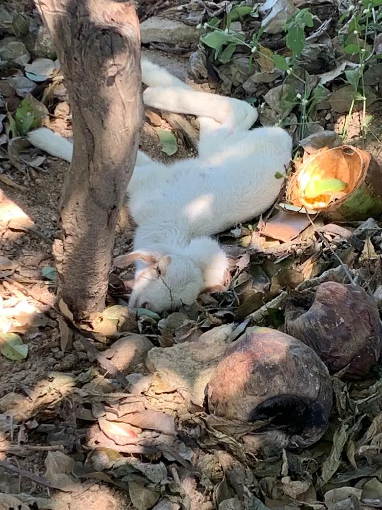 Filhote de ovelha deitado no chão