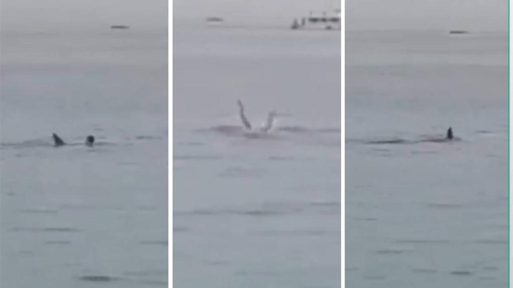 Montagem mostra três capturas de vídeo que mostra banhistas russo sendo atacado e morto por turbarão no Mar Vermelho, Egito