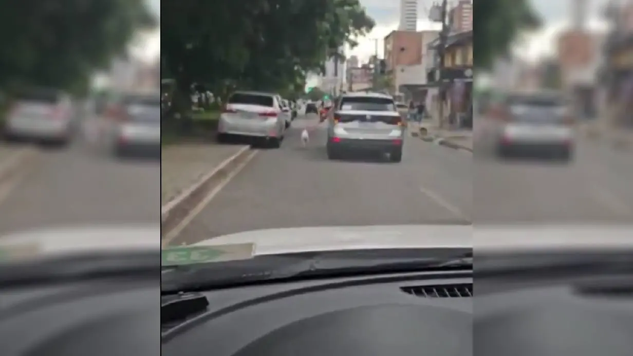 Imagem da rua em Belém onde o motorista de um veículo aparece segurando a coleira de um cachorro. O animal corre ao lado do carro.