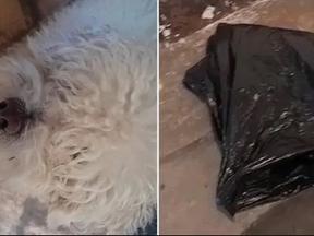 Cachorro morre e é devolvido pra dona em saco de lixo