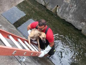 Bombeiro resgata cão 'caramelo' de canal na avenida Aguanambi