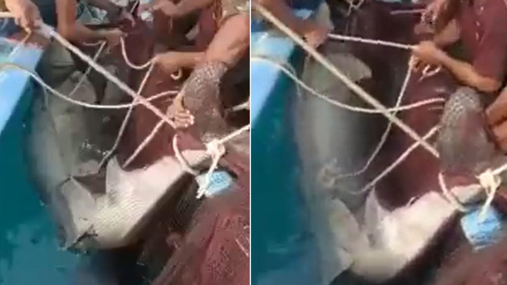 Tubarão é capturado no Egito