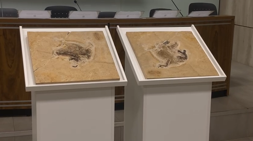 Fóssil do dinossauro Ubirajara jubatus