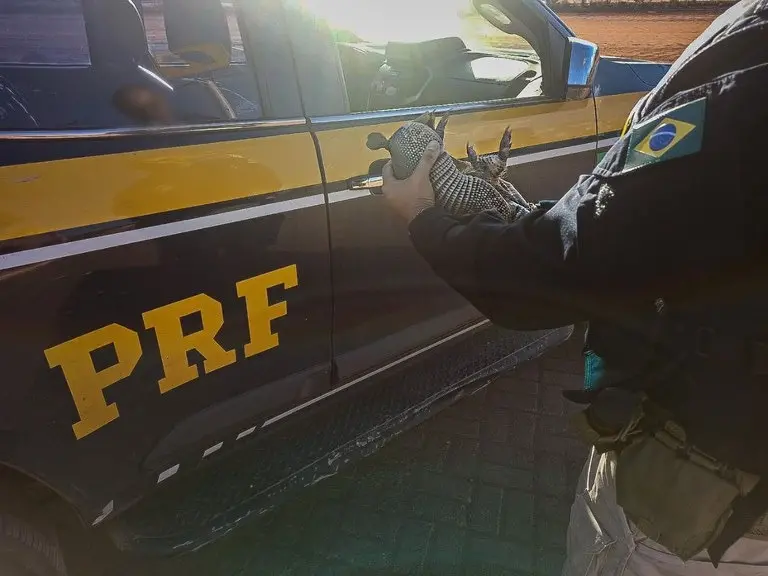 Policiais rodoviários federais seguram tatu-galinha