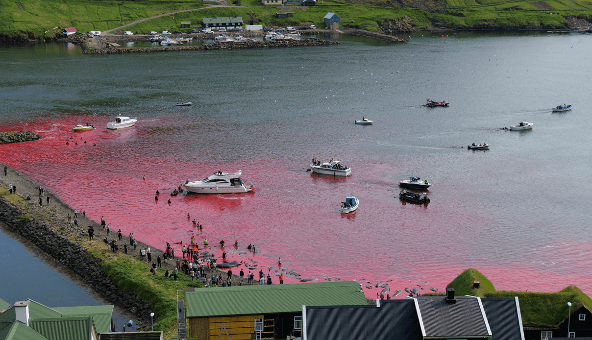 Golfinhos são mortos em tradição de ilha na Dinamarca