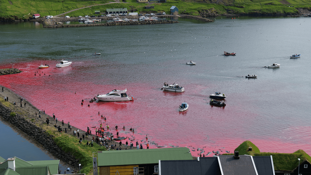 Golfinhos são mortos em tradição de ilha na Dinamarca