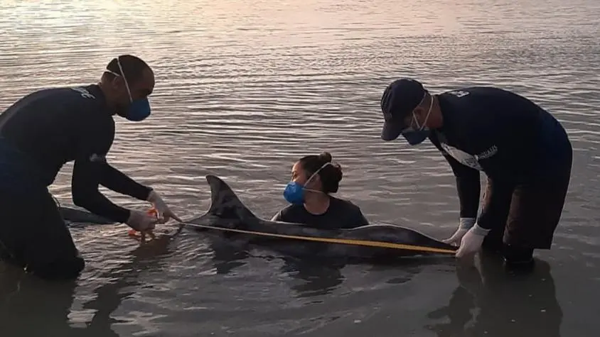 Profissionais de Ong em coleta de informações do animal