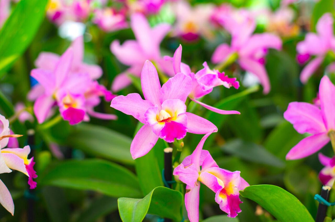 As orquídeas Cattleya estão entre as mais fáceis de cultivar