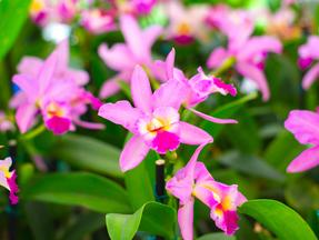 As orquídeas Cattleya estão entre as mais fáceis de cultivar