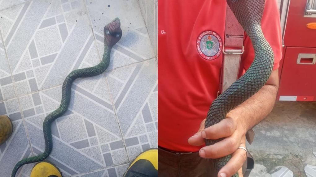 Bombeiros segurando cobra de brinquedo achada em quintal de casa em Fortaleza