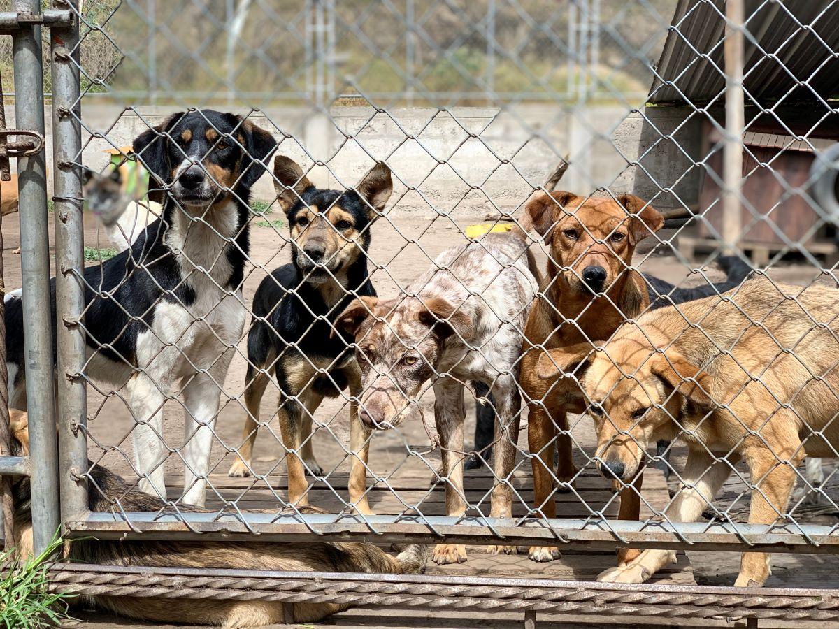 Ativistas planejam resgatar animais roubados na China para festival de  carne de cachorro, diz jornal - Mundo - Diário do Nordeste