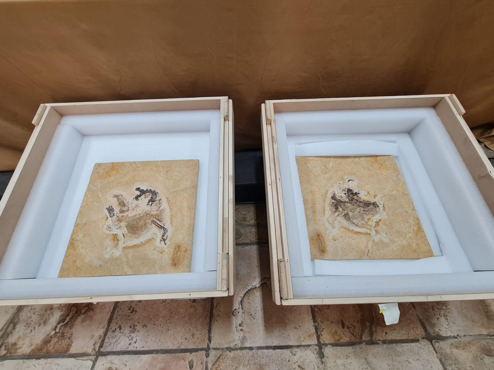 fóssil Ubirajara jubatus