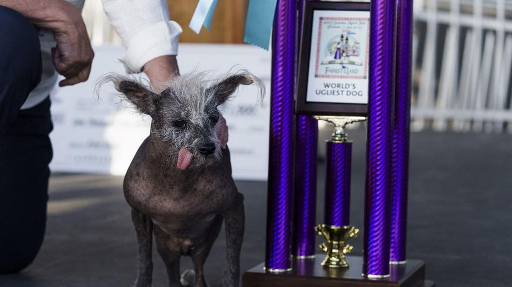 Cachorro ganhou prêmio de cachorro mais feio