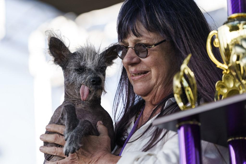 Scooter, um cão de crista chinês, e a dona Linda Elmquist
