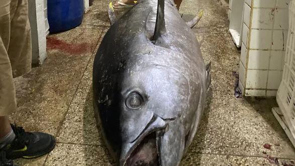 Pescador captura atum com mais de 160 kg no Rio de Janeiro