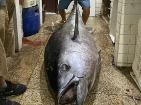 Pescador captura atum com mais de 160 kg no Rio de Janeiro