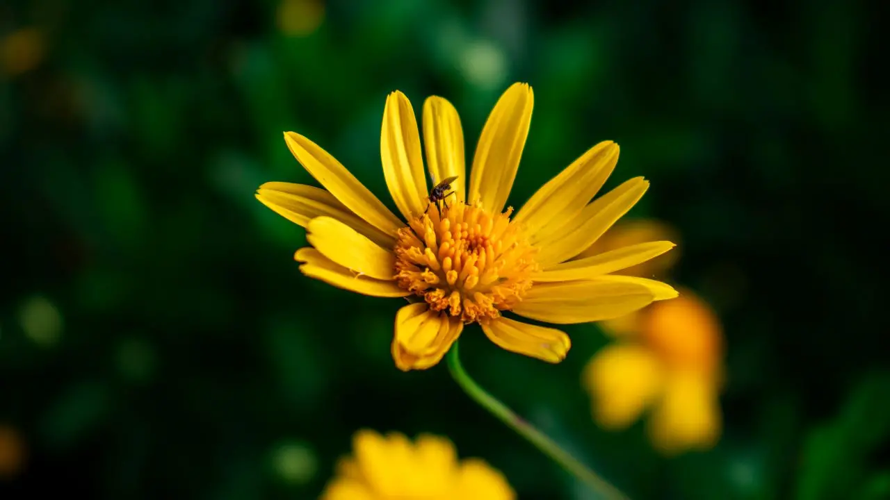 flor arnica montana