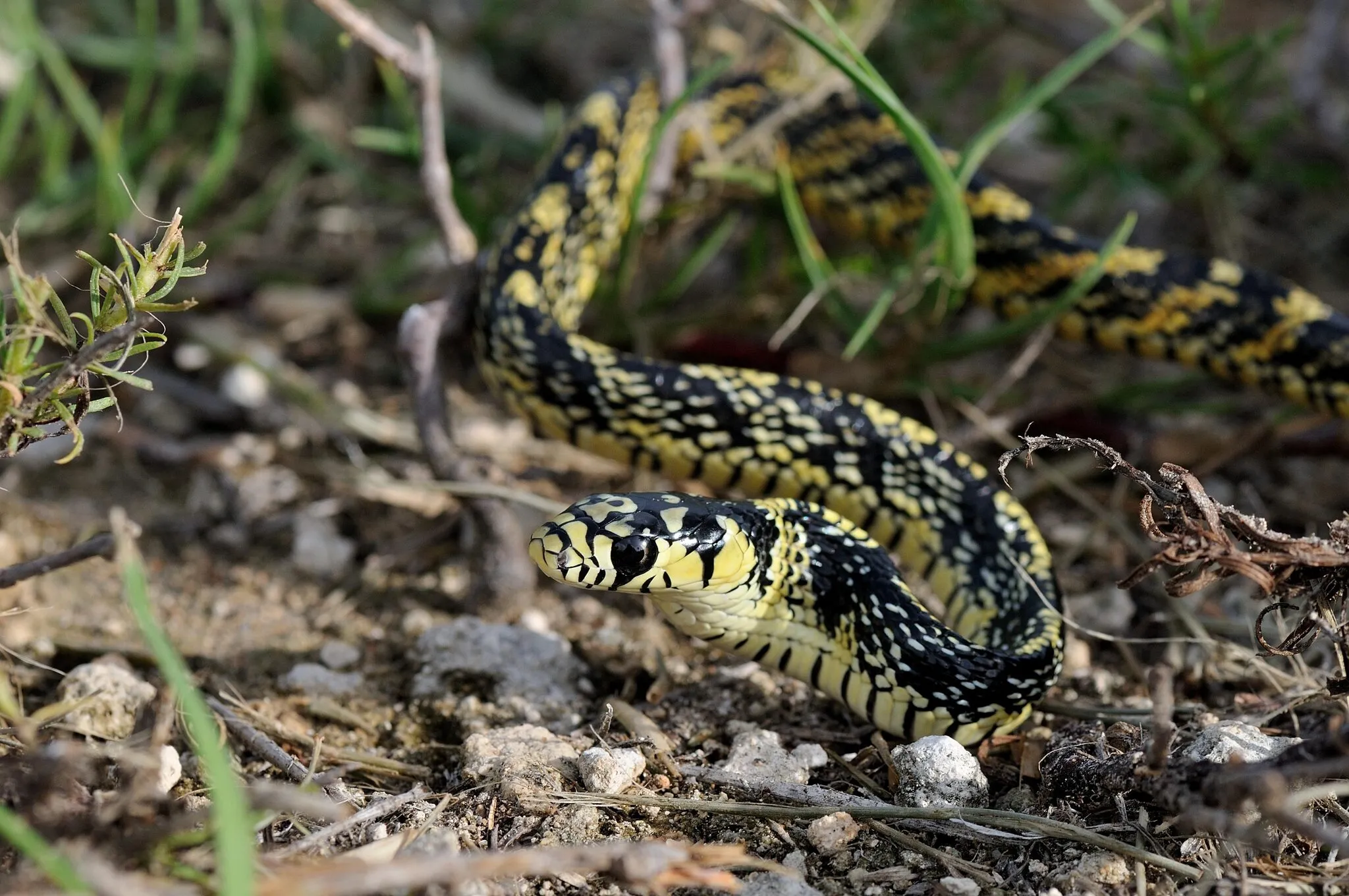 cobra caninana