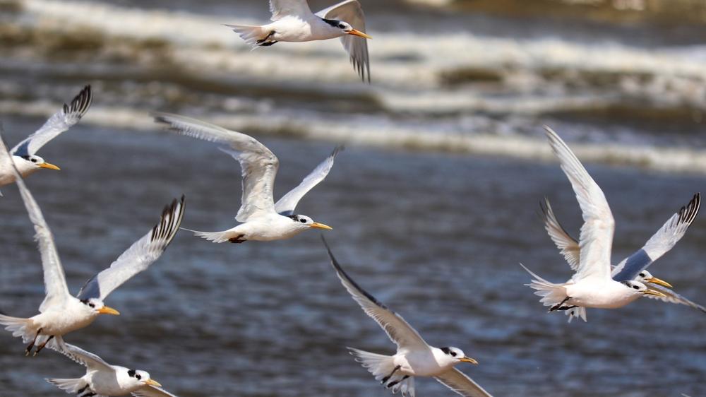 Aves do tipo trinta-réis-de-bando voando