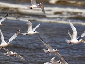Aves do tipo trinta-réis-de-bando voando