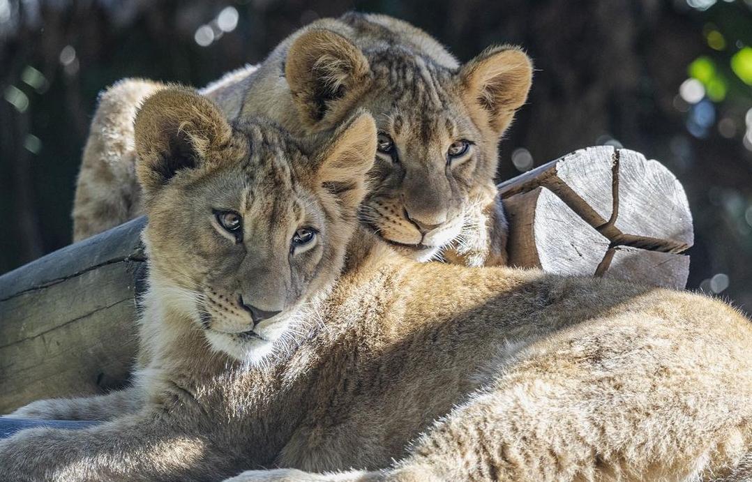 Leões do Zoológico de São Paulo